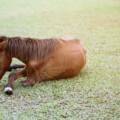Enfermedades Que Impactan La Condición Física Y El Rendimiento De Tu Caballo