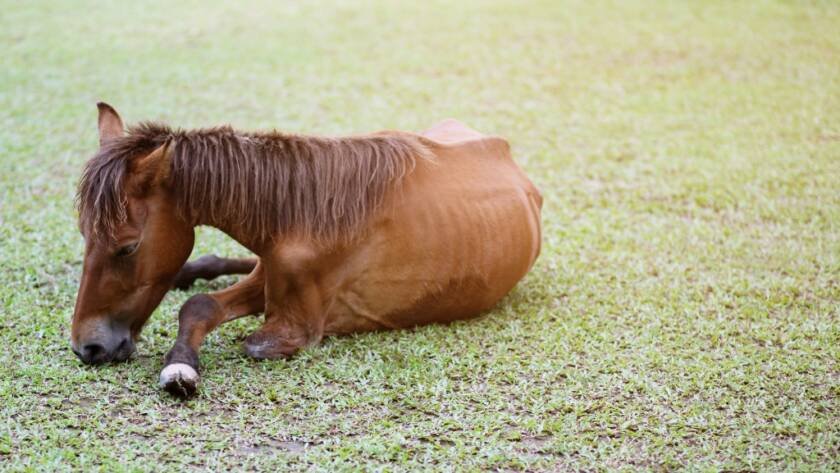 Enfermedades Que Afectan El Peso Y Desempeño De Tu Caballo