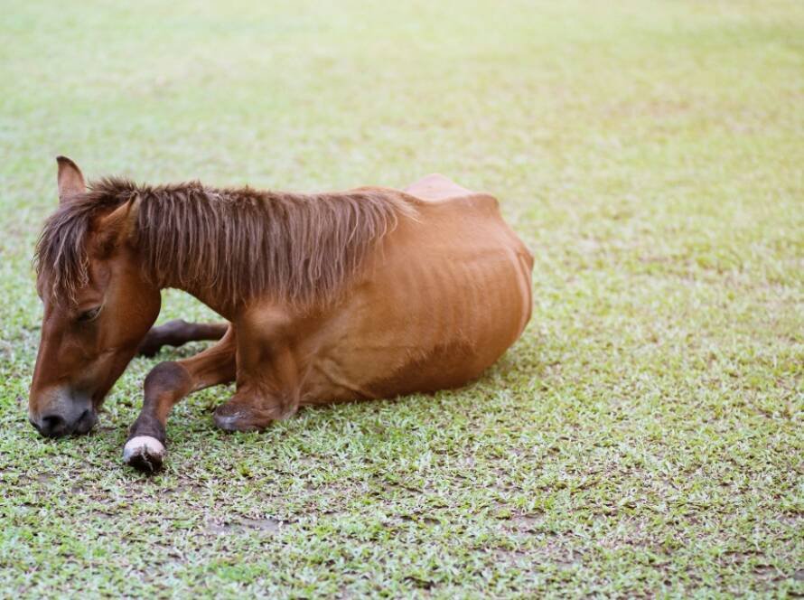 Enfermedades Que Afectan El Peso Y Desempeño De Tu Caballo