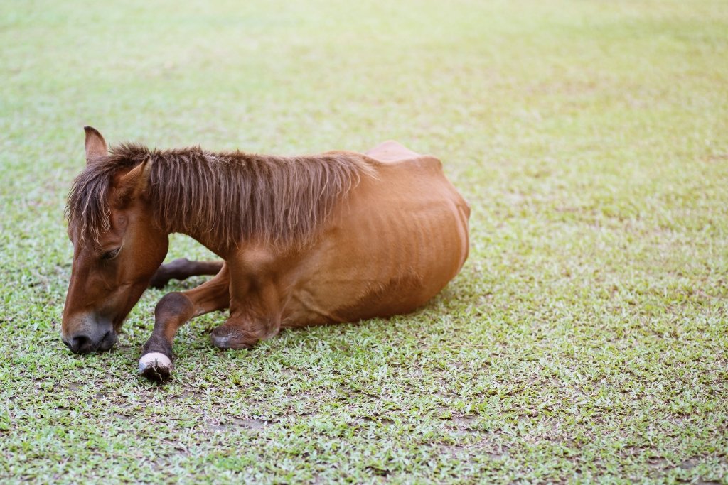 Enfermedades Que Afectan El Peso Y Desempeño De Tu Caballo